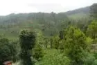 Taylors Hill Kandy